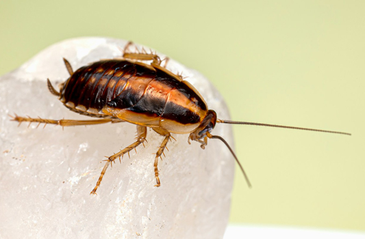 Cockroach Control Wetaskiwin