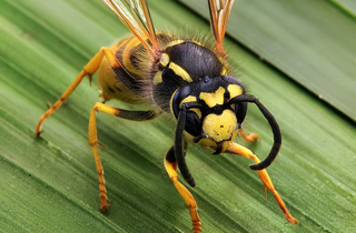 Wasp and Hornet Removal Wetaskiwin